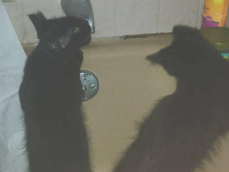 my cats as kittens, Boo is eating the bathtub faucet while Ghost stares
